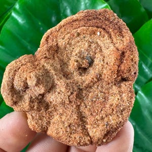 Stromatolite from Morocco,Fossil Specimen,Raw Stromatolite Fossil,rough fossilized algae for grounding and meditation,Moroccan Fossil,