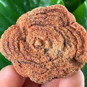 Stromatolite from Morocco,Fossil Specimen,Raw Stromatolite Fossil,rough fossilized algae for grounding and meditation,Moroccan Fossil,
