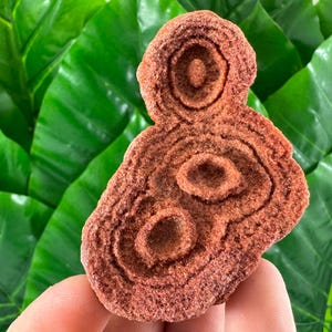 Large Stromatolite from Morocco,Raw Stromatolite Fossil,rough fossilized algae for grounding and meditation,Moroccan Fossil, N1