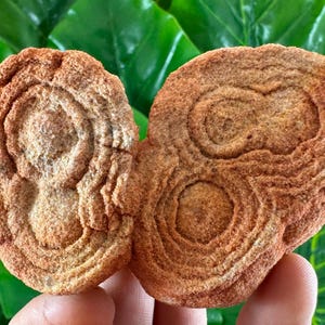Large Stromatolite from Morocco,Fossil Specimen,Raw Stromatolite Fossil,rough fossilized algae for grounding and meditation,Moroccan Fossil,