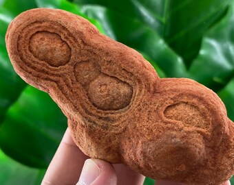 Large Stromatolite from Morocco,Fossil Specimen,Raw Stromatolite Fossil,rough fossilized algae for grounding and meditation,Moroccan Fossil,