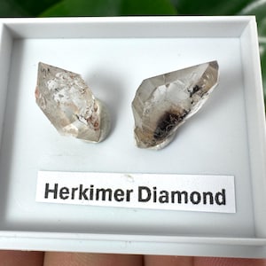 Könnte beinhalten: Zwei Herkimer-Diamanten in einer weißen Box präsentiert. Die Kristalle sind klar mit dunklen Einschlüssen und liegen auf einem weißen Sockel. Das Etikett darunter lautet "Herkimer Diamond".
