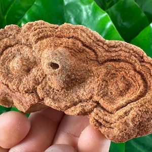 Large Stromatolite from Morocco,Fossil Specimen,Raw Stromatolite Fossil,rough fossilized algae for grounding and meditation,Moroccan Fossil,