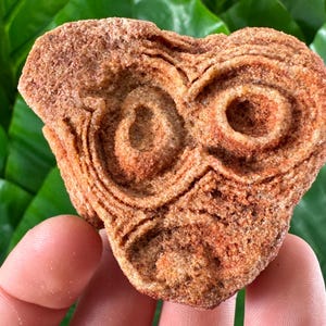 Stromatolite from Morocco,Fossil Specimen,Raw Stromatolite Fossil,rough fossilized algae for grounding and meditation,Moroccan Fossil,