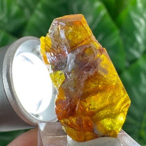 Peut inclure: Gros plan sur un cristal brut de couleur ambre éclairé par une lampe de poche. Le cristal a une qualité translucide avec des zones orange foncé et jaune. L'arrière-plan est un feuillage vert flou.