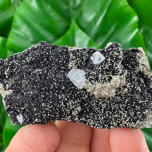 Peut inclure: Un spécimen minéral foncé et texturé avec de petits cristaux argentés scintillants et plusieurs cristaux bleu clair de forme carrée. Le minéral est tenu dans une main sur fond de feuilles vertes.