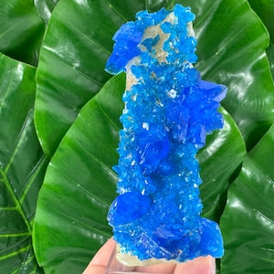 May include: A vibrant blue crystal cluster with a rough, textured surface. The crystal is a striking shade of blue, with multiple points and facets. The crystal is set against a backdrop of large, glossy green leaves.