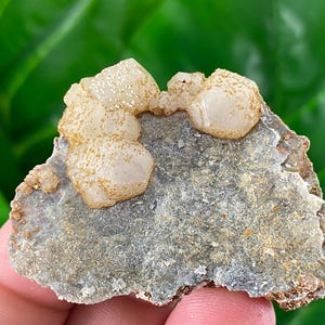 May include: A close-up of a mineral specimen featuring clusters of light-colored, rounded crystals atop a gray and brown matrix. The crystals have a textured surface and are set against a blurred green background.