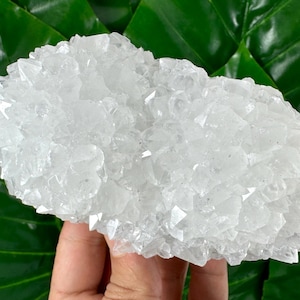 Peut inclure: Un amas de calcite cristalline transparente, tenu dans une main sur un fond de feuilles vertes. La formation de calcite a une surface rugueuse et texturée avec de nombreux petits cristaux pointus. La forme générale est irrégulière et organique.