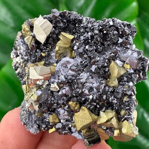 May include: A close-up of a pyrite and galena mineral specimen. The specimen features a cluster of metallic, golden-yellow pyrite crystals and dark gray galena crystals. The background is a blurred green.