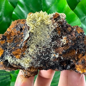 May include: A close-up of a brown and black rock with white crystals growing on it. The rock is being held in a hand.