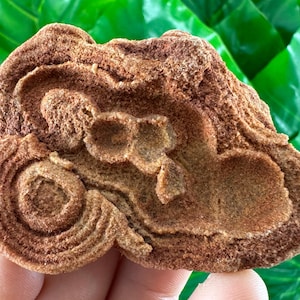 Large Stromatolite from Morocco,Raw Stromatolite Fossil,rough fossilized algae for grounding and meditation,Moroccan Fossil, N1