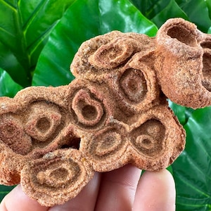 Large Stromatolite from Morocco,Raw Stromatolite Fossil,rough fossilized algae for grounding and meditation,Moroccan Fossil, N1