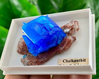 Amazing Chalcanthite on Ferro Selenite,Mineral,Crystal,Chalcanthite on Matrix,Blue Chalcanthite,Large Chalcanthite,Home Decor,Blue crystal,