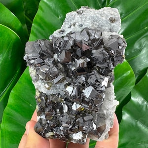 May include: A cluster of dark, metallic-looking crystals, possibly a mineral specimen, with a complex, geometric structure. The crystals are clustered on a light gray matrix. The background features large, glossy green leaves.