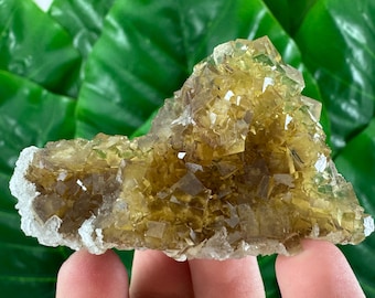 Puede incluir: Un racimo de cristales de fluorita de color amarillo dorado translúcido con una estructura cúbica. El espécimen mineral presenta facetas y bordes geométricos afilados, con pequeños depósitos cristalinos blancos opacos en la base y los lados.