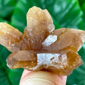 Puede incluir: Un racimo de puntas de cristal translúcidas de color ámbar que irradian hacia afuera desde una base central. El espécimen mineral presenta facetas geométricas afiladas con una superficie brillante y tonos dorados y marrones.