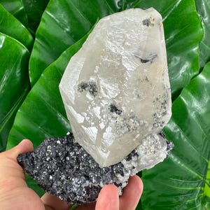 INCREDIBLE large crystal Calcite on  Matrix (Sphalerite) from Djurkovo mine,Laki,Bulgaria,Calcite Collector,N534