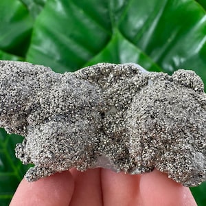 Peut inclure: Un amas de cristaux de pyrite, également appelée or des fous, de couleur gris argenté métallique. Les cristaux ont une texture granuleuse et sont posés sur un fond de feuilles vertes. La pyrite est tenue dans la main d'une personne.