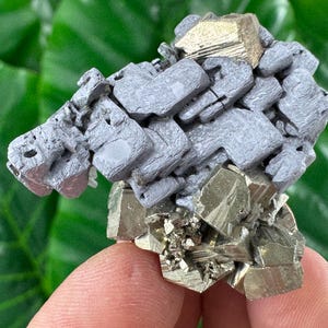 May include: A mineral specimen featuring a cluster of metallic gold-colored cubic pyrite crystals at the base, topped with a formation of matte grey, blocky galena crystals with distinct geometric shapes and textured surfaces.