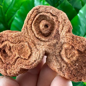Large Stromatolite from Morocco,Raw Stromatolite Fossil,rough fossilized algae for grounding and meditation,Moroccan Fossil, N1
