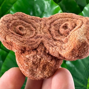 Stromatolite from Morocco,Fossil Specimen,Raw Stromatolite Fossil,rough fossilized algae for grounding and meditation,Moroccan Fossil,