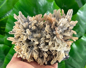 Increíble cuarzo con calcita de la mina Krushevdol, Madan, Bulgaria. Inclusiones. Muestra mineral. Colección de calcita N521.