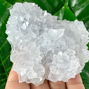 Peut inclure: Un amas de célestite cristalline transparente, un minéral connu pour sa couleur bleu pâle ou blanche. Les cristaux ont une surface rugueuse et texturée et sont disposés en grappes. Le fond est une feuille verte vibrante.