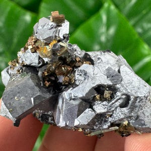 May include: A raw mineral specimen featuring a cluster of metallic silver-gray galena crystals intermixed with smaller, brassy gold-colored pyrite cubes. The crystalline structure displays sharp, geometric facets and a reflective, high-luster surface.