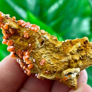 A very nice Vanadinite from Morocco,Crystal, Mineral,Specimen,Cluster,Vanadinite Crystal,Vanadinite,Geology,Vanadinite,Red,Home Decor