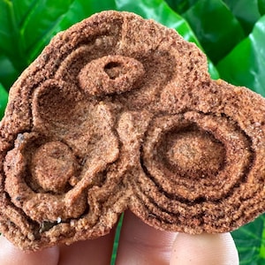Large Stromatolite from Morocco,Raw Stromatolite Fossil,rough fossilized algae for grounding and meditation,Moroccan Fossil, N1
