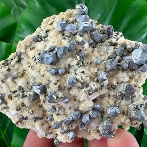May include: A natural mineral specimen featuring clusters of metallic gray, geometric crystals. The crystals are embedded in a matrix of beige and white minerals, with small flecks of darker minerals throughout. The specimen is displayed against a backdrop of green leaves.