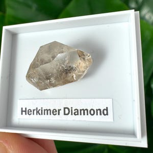Könnte beinhalten: Ein Herkimer-Diamant-Kristall in einer weißen Präsentationsschale. Der Kristall ist hellbraun und transparent, mit mehreren Facetten. Das Etikett darunter lautet "Herkimer Diamond". Der Hintergrund zeigt verschwommenes grünes Laub.