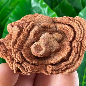 Large Stromatolite from Morocco,Fossil Specimen,Raw Stromatolite Fossil,rough fossilized algae for grounding and meditation,Moroccan Fossil,