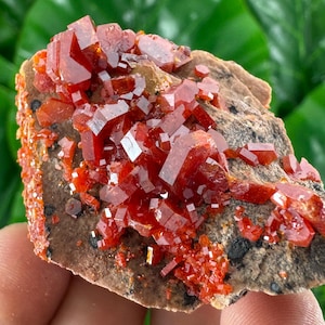 Amazing Vanadinite from Morocco,Crystal, Mineral,Specimen,Cluster,Vanadinite Crystal,Vanadinite,Geology,Vanadinite,Red,Home Decor, N58