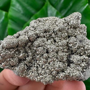 Peut inclure: Un amas de pyrite, également appelé or des fous, de couleur gris argenté métallique. La surface est recouverte de petits cristaux scintillants. La pyrite est posée sur un fond de feuilles vertes.