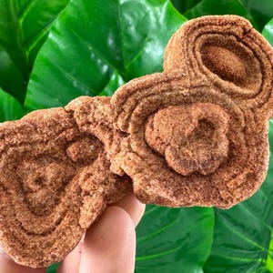 Large Stromatolite from Morocco,Fossil Specimen,Raw Stromatolite Fossil,rough fossilized algae for grounding and meditation,Moroccan Fossil,