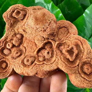 Large Stromatolite from Morocco,Fossil Specimen,Raw Stromatolite Fossil,rough fossilized algae for grounding and meditation,Moroccan Fossil,