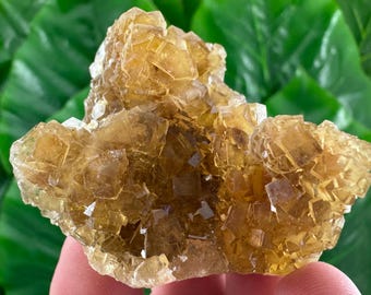 Puede incluir: Un racimo de cristales de fluorita de color amarillo dorado translúcido que presenta formaciones cúbicas distintivas. El espécimen mineral muestra una estructura geométrica multifacética con niveles variables de claridad y profundidad, exhibiendo bordes cristalinos naturales.