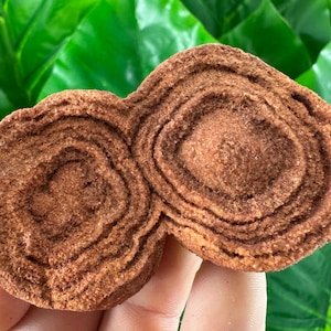 Large Stromatolite from Morocco,Raw Stromatolite Fossil,rough fossilized algae for grounding and meditation,Moroccan Fossil, N1