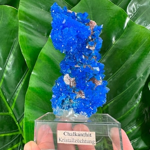 Puede incluir: Un vibrante grupo de cristales de calcantita azul, exhibido en una caja de acrílico transparente. La formación cristalina tiene una superficie texturizada y se encuentra sobre un fondo de hojas verdes grandes y brillantes. La etiqueta dice "Chalkanthit Kristallzüchtung."