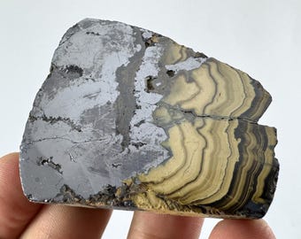 May include: A raw, natural mineral specimen with a split composition. One side is a metallic gray, while the other features layered bands of tan, brown, and black. The stone has a rough, uneven texture and is held in a hand.