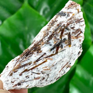 May include: A natural mineral specimen featuring a white matrix with embedded brown and black needle-like crystals. The mineral is held against a backdrop of vibrant green leaves, highlighting its unique texture and color contrast.