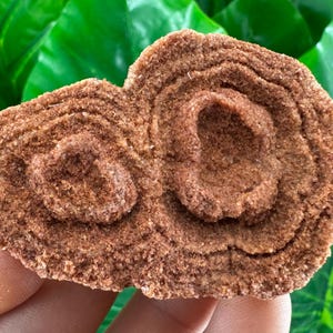 Large Stromatolite from Morocco,Raw Stromatolite Fossil,rough fossilized algae for grounding and meditation,Moroccan Fossil, N1