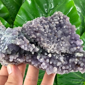 May include: A grape agate specimen, a mineral with a distinctive appearance. It features small, spherical, lavender-hued botryoidal structures. The piece is held against a background of green leaves.