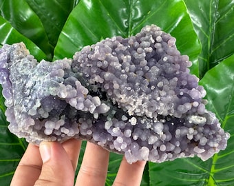 May include: A cluster of grape agate, a unique mineral formation. The surface is covered in small, round, lavender-colored botryoidal formations. The specimen is held against a backdrop of green leaves.