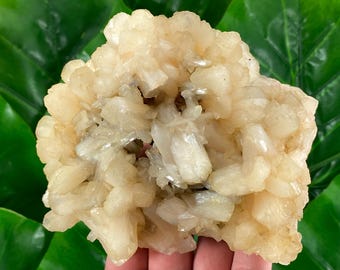 May include: A cluster of white and cream colored crystals with a rough, textured surface. The crystals are arranged in a dense, flower-like formation.