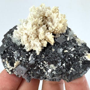 May include: A mineral specimen featuring a cluster of off-white, branching aragonite crystals resting atop a dark, metallic gray base of galena. The crystalline structure displays intricate, coral-like formations with sharp, reflective facets.