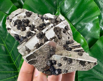 May include: A metallic pyrite specimen with a layered, crystalline structure. The silver-colored mineral is accented with clusters of small, dark, spherical formations. The specimen is set against a backdrop of large, vibrant green leaves.