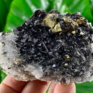 Può includere: Un ammasso di cristalli neri con cristalli di pirite dorati e cristalli di quarzo trasparenti. I cristalli sono disposti in una formazione naturale.